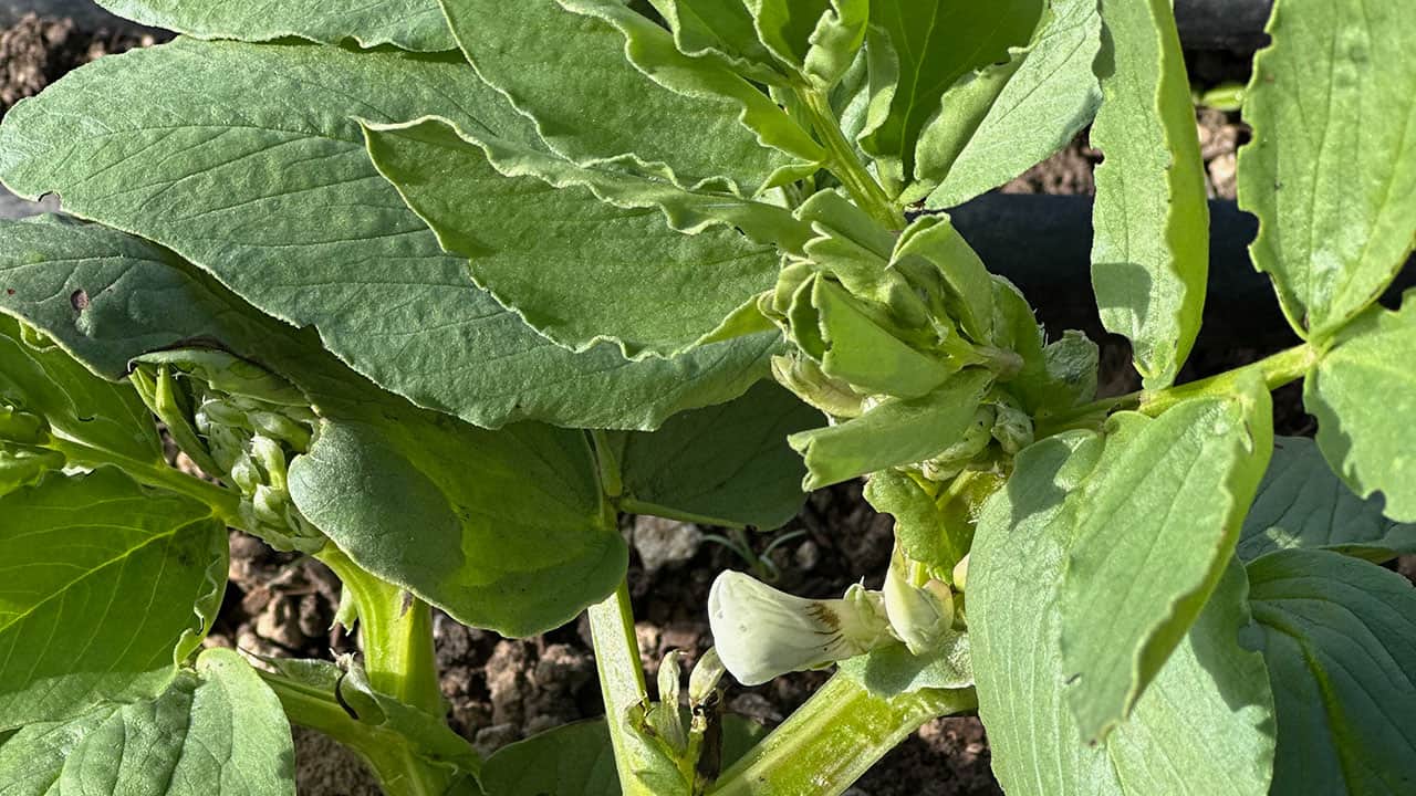 Chefs Garden Fava Bean Bloom Buds