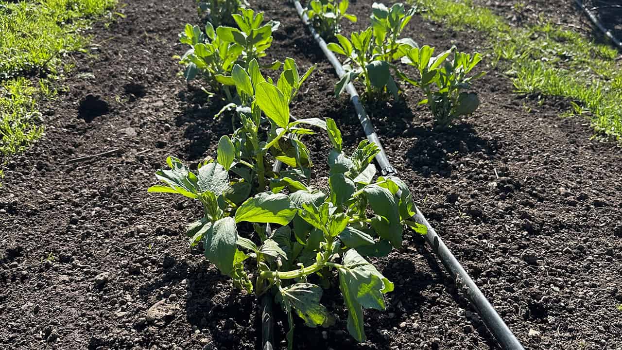 Chef's Garden Fava Beans