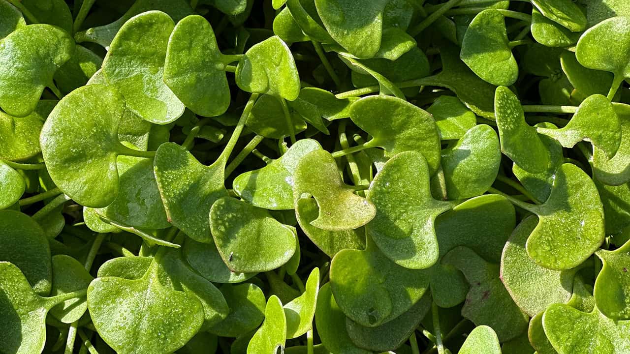 Chef's Garden Miners Lettuce