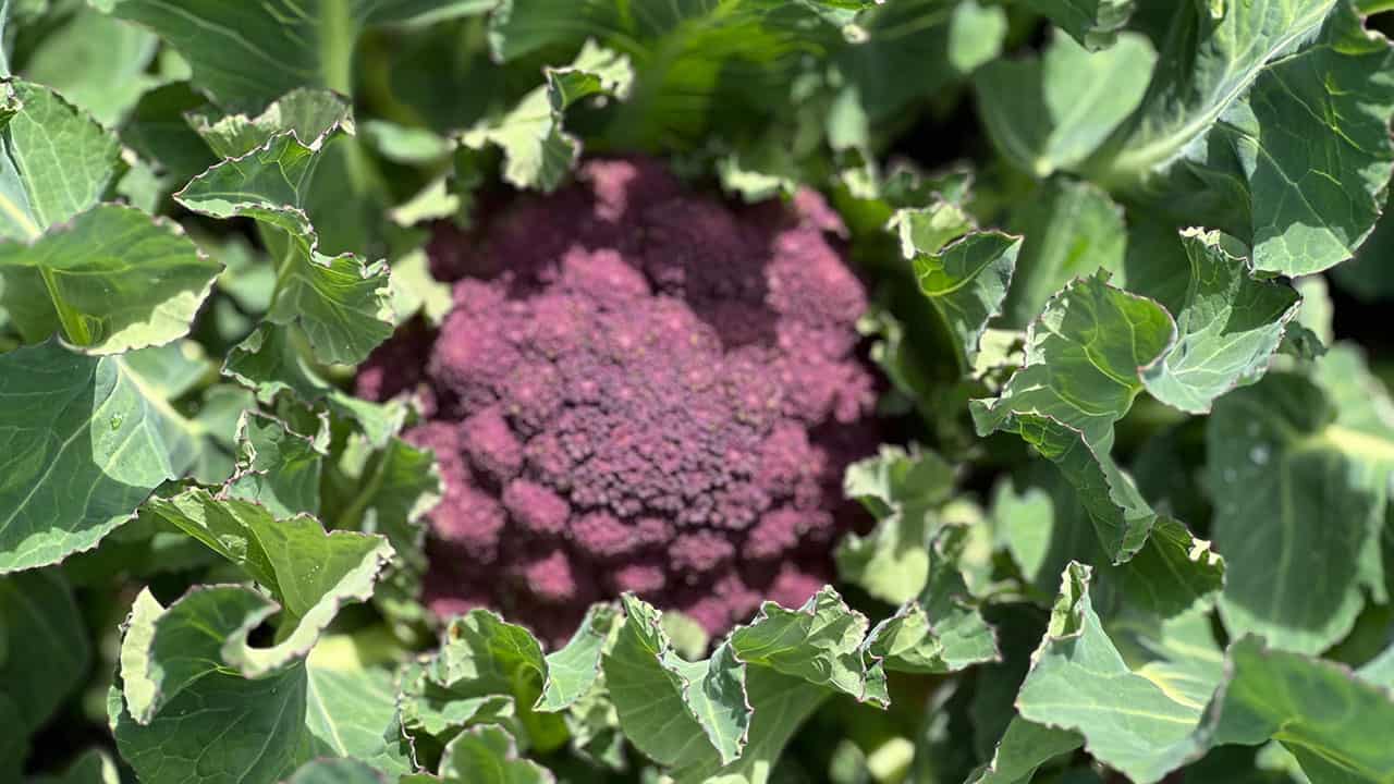 Chefs Garden Overwintered Purple Cauliflower