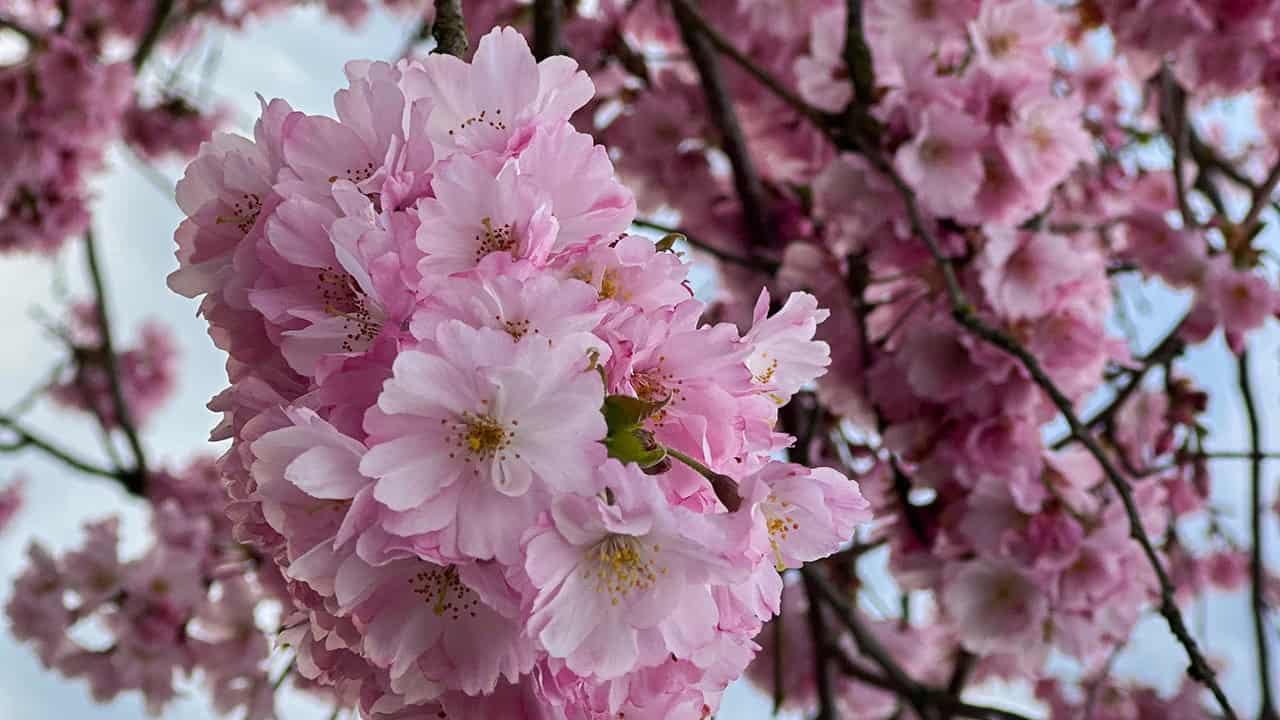 Chefs Garden Pink Spring Blossoms