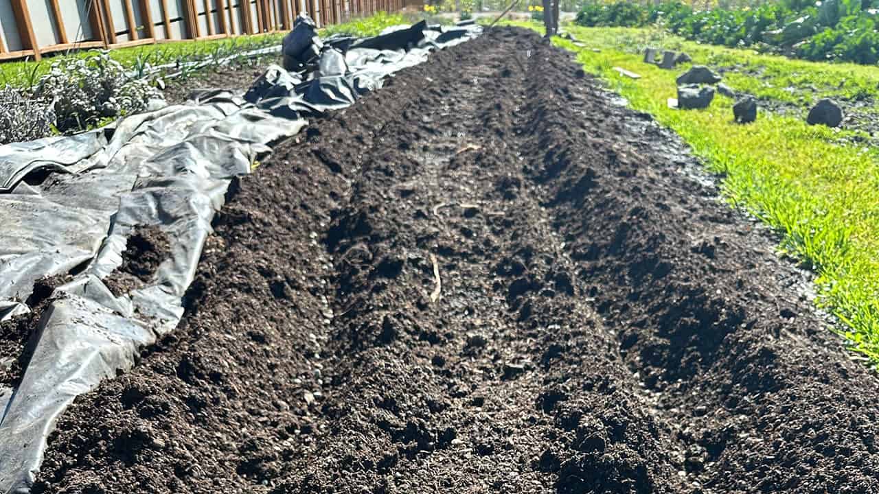 Planting Peas in Chef's Garden