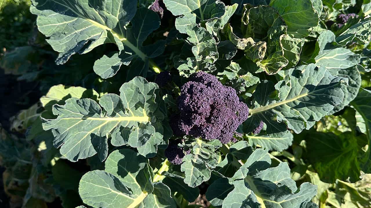 Chef's Garden Purple Broccoli