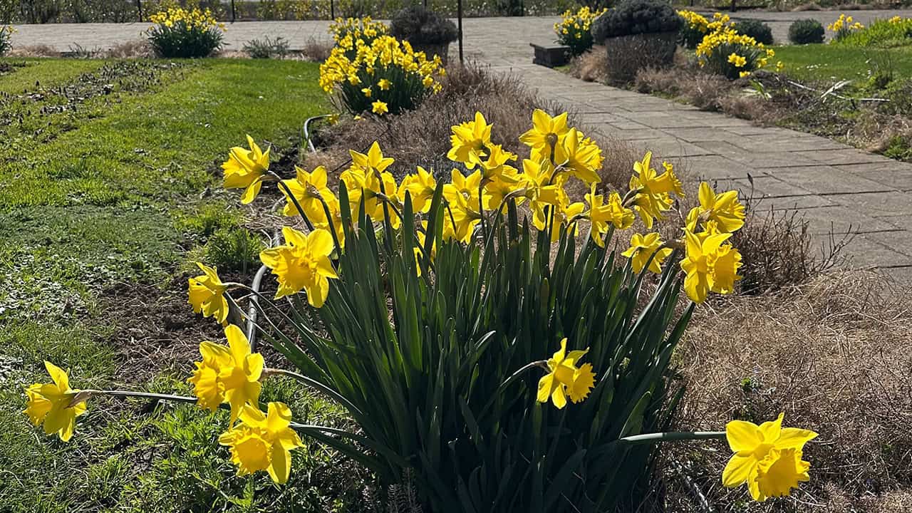 Chef's Garden Spring Daffodils