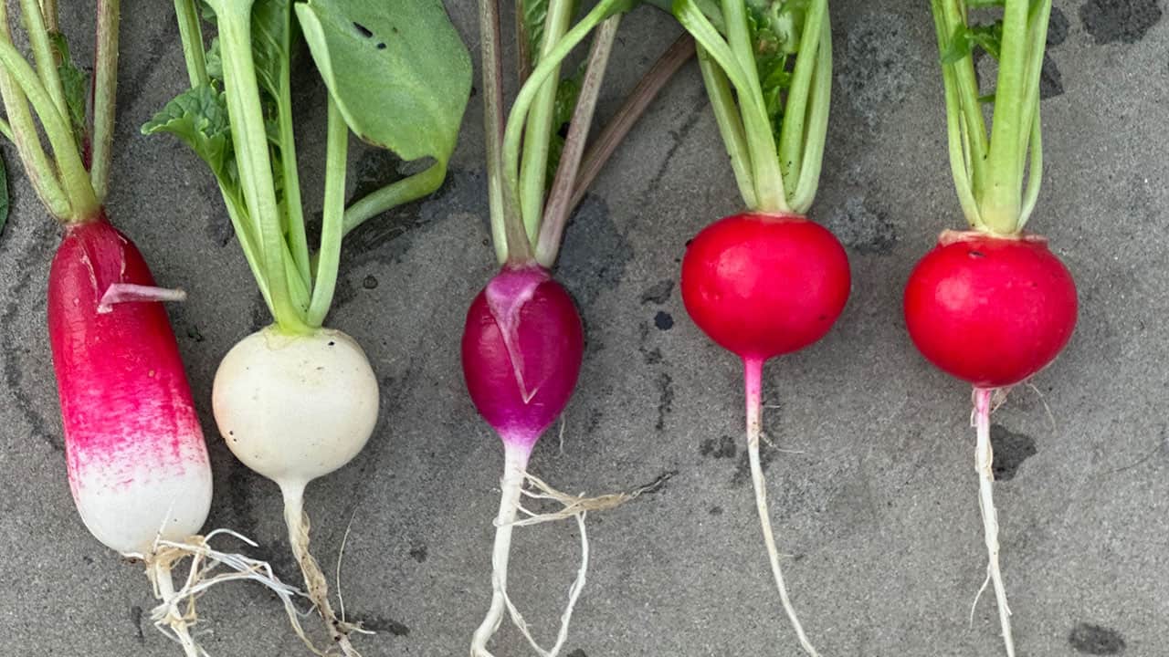Chefs Garden Spring Radishes