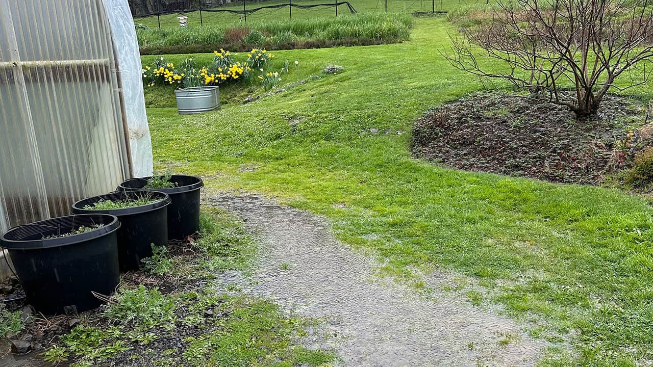 Spring Rain In Chefs Garden
