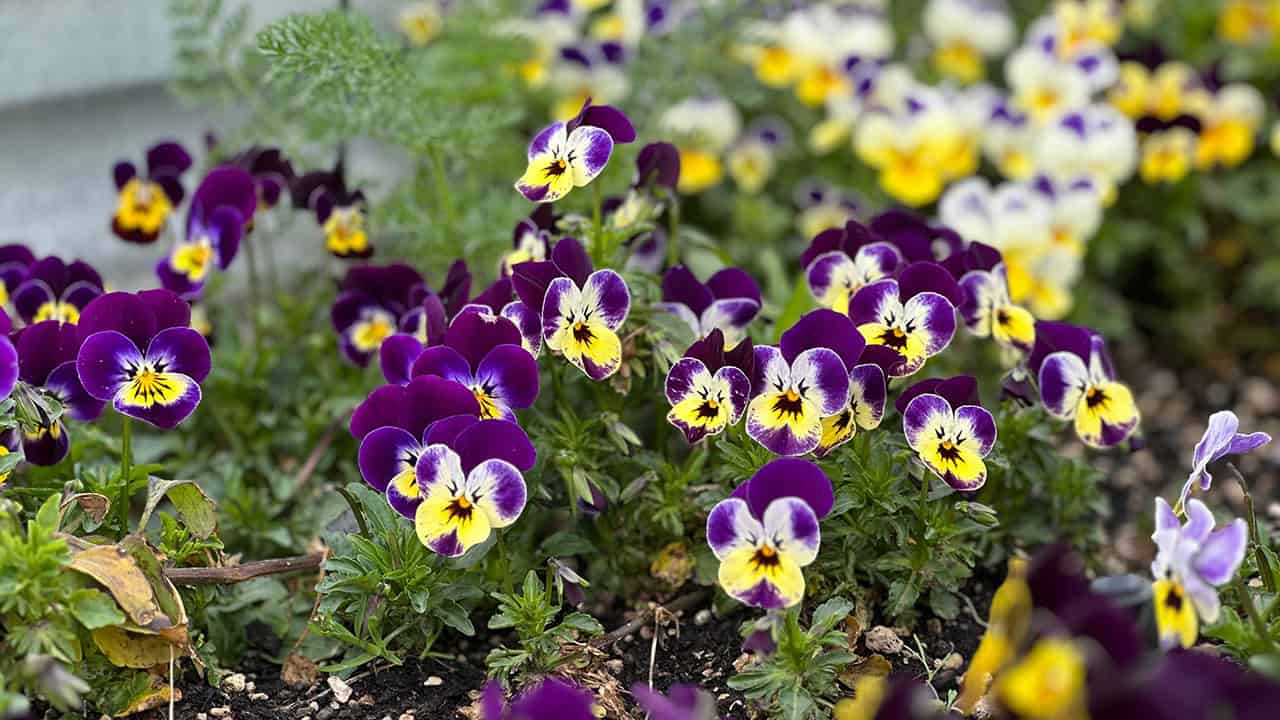 Chefs Garden Spring Violas
