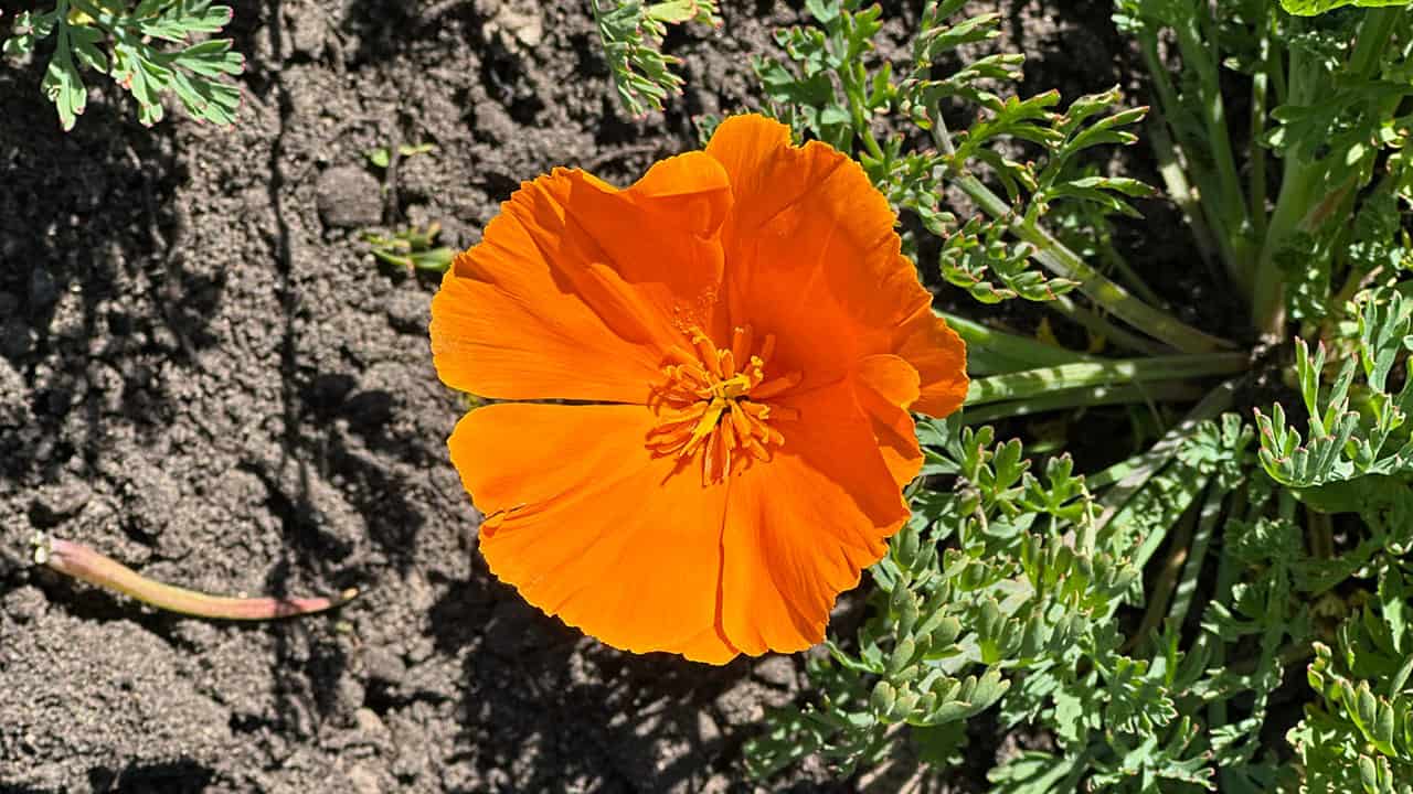 California Poppies