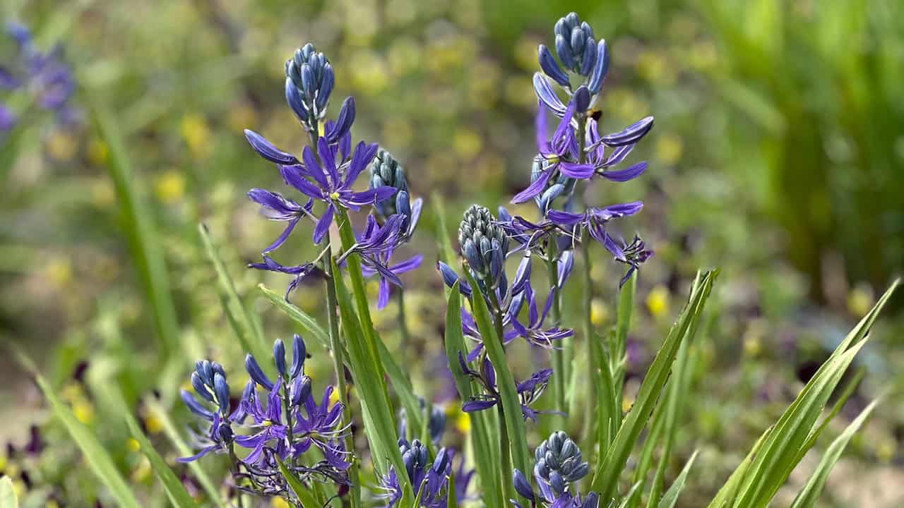 Chef's Garden Camas Flowers