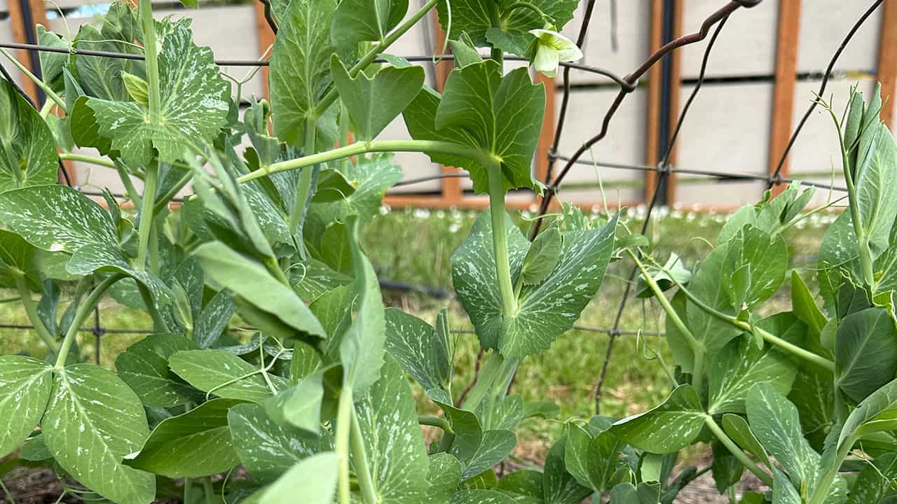 Chef's Garden Edible Pod Peas