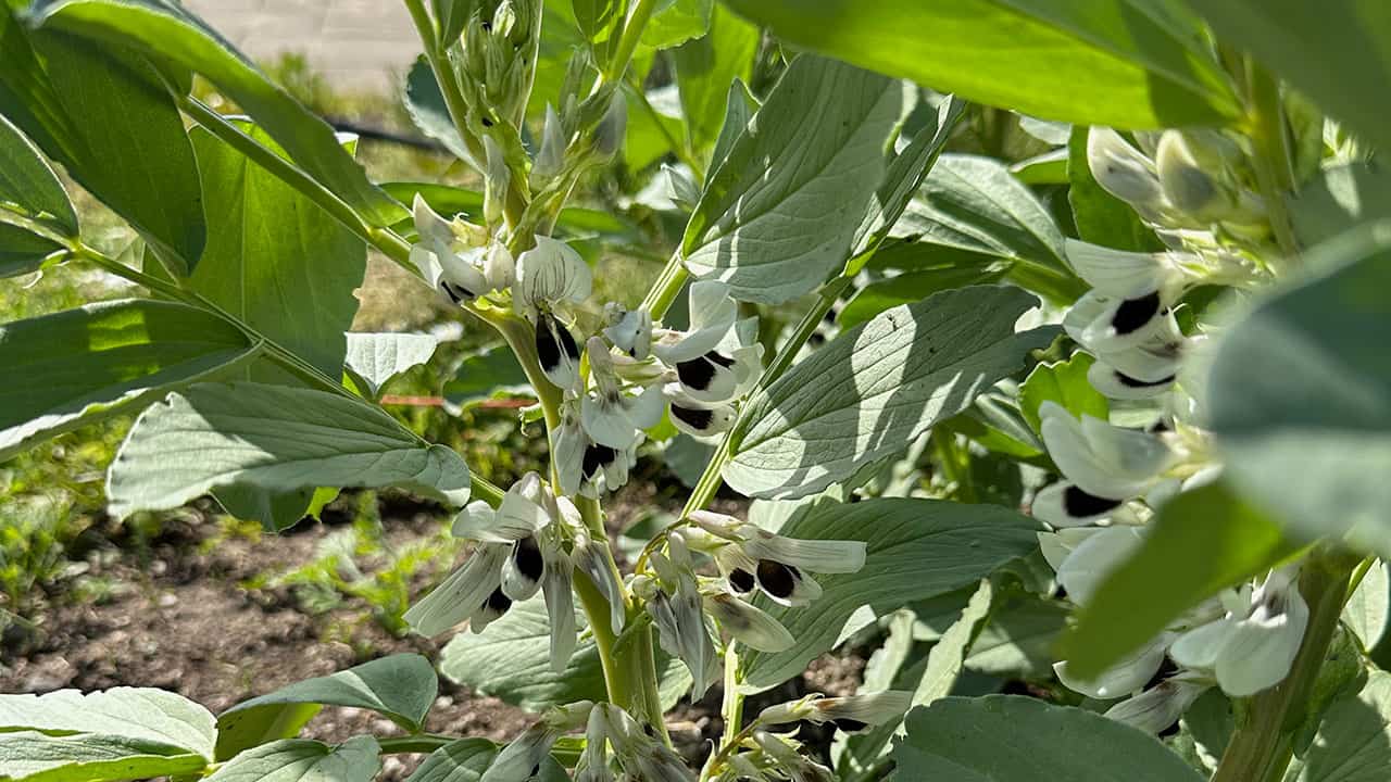 Chef's Garden Fava Bean Blooms