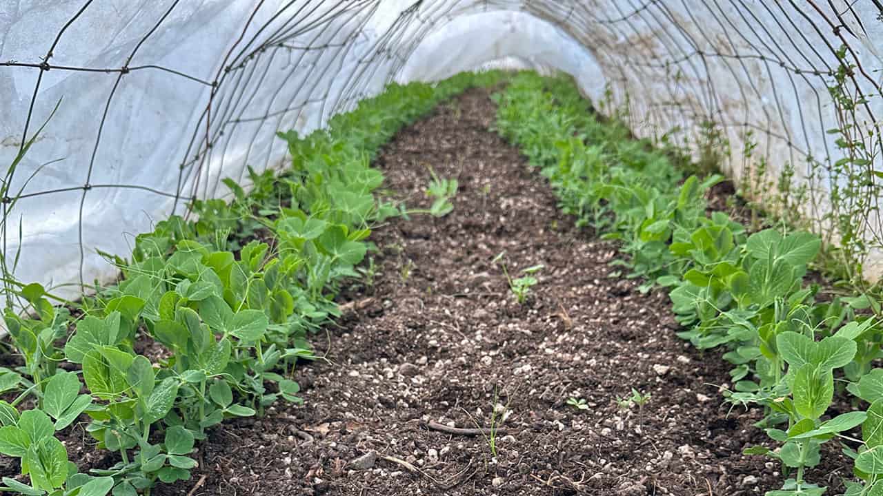 Chef's Garden Peas