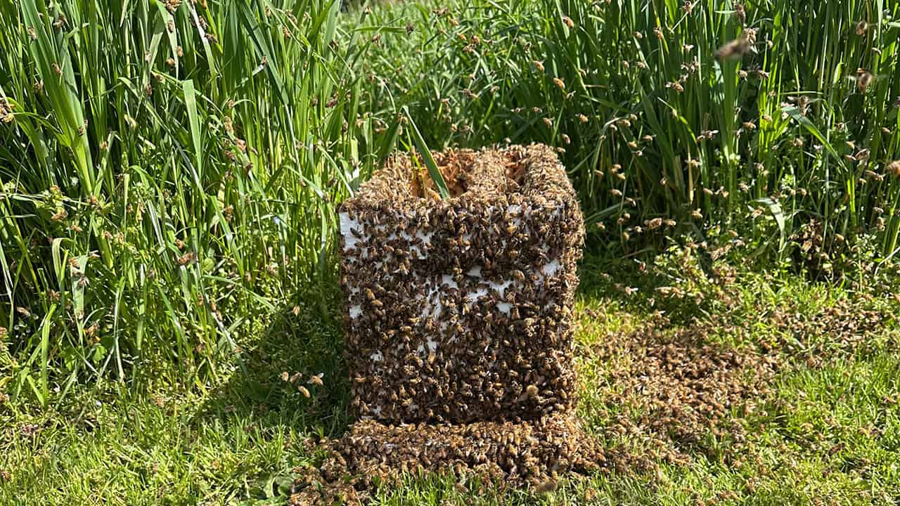 Honey Bee Swarm in Chef's Garden