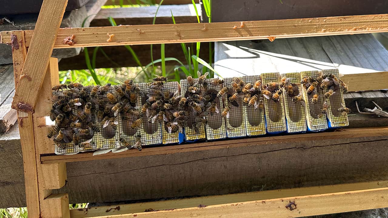 Chef's Garden Honey Bees