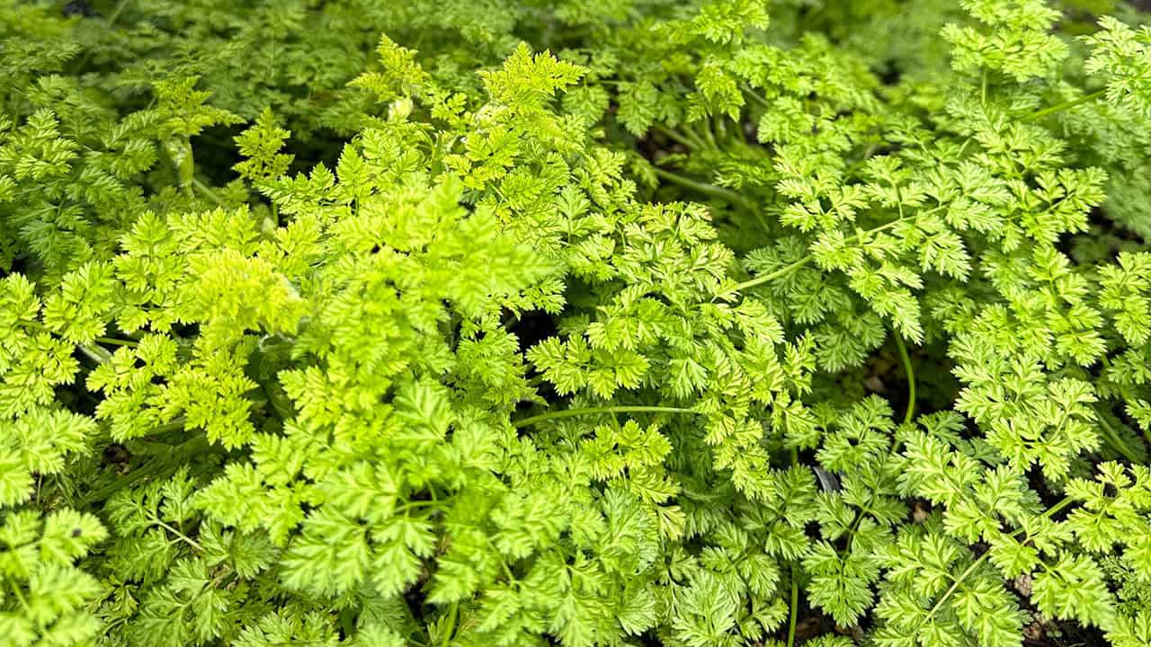 Chef's Garden Parsley