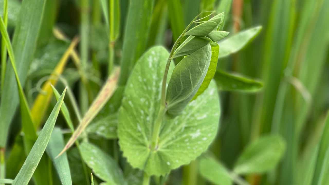 Chef's Garden Pea Shoots