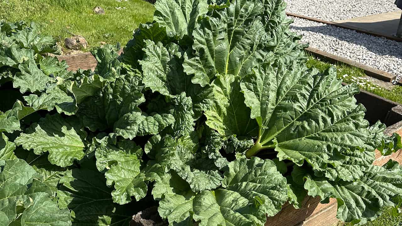 Chef's Garden Rhubarb