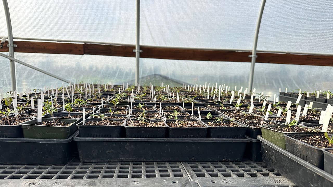 Chef's Garden Seedlings in Greenhouse