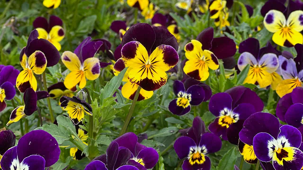 Chef's Garden Violas