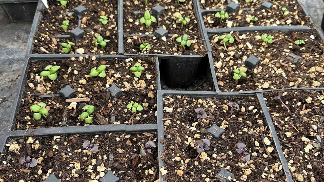 Chefs Garden Basil Plants