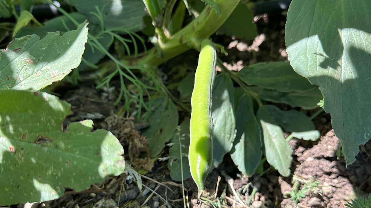 Chef's Garden Fava Bean