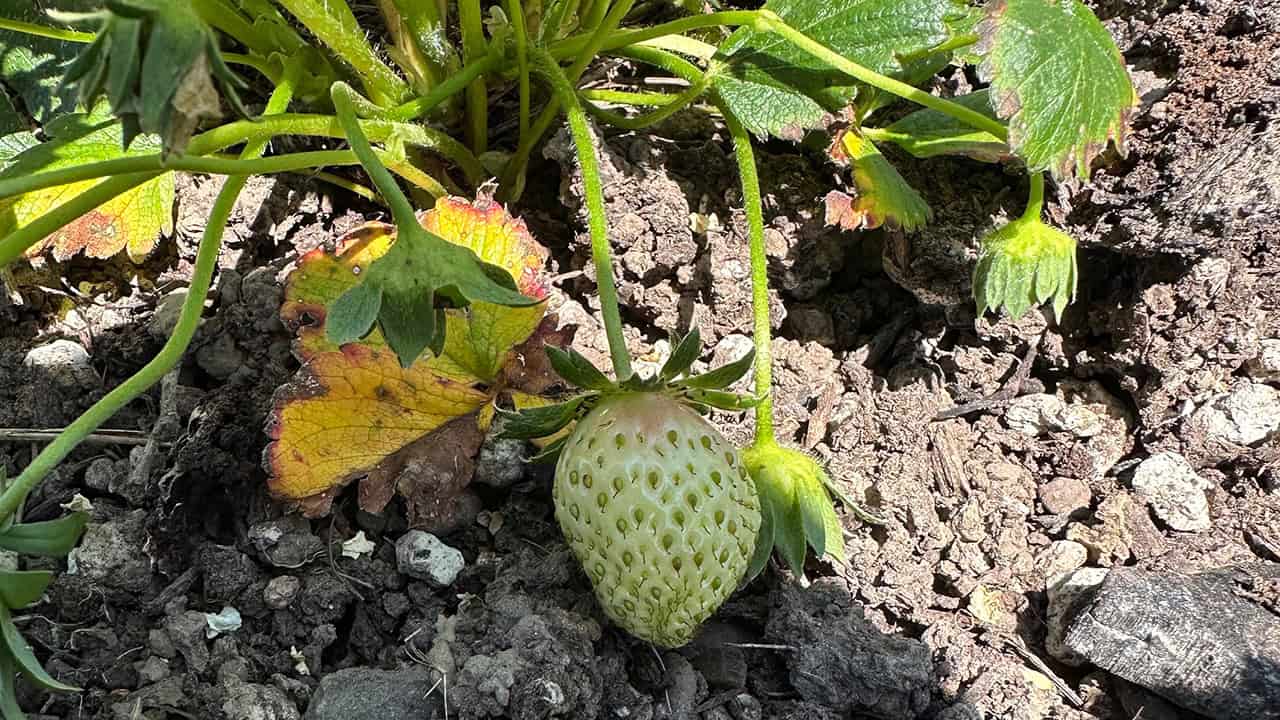 Chef's Garden Green Strawberry
