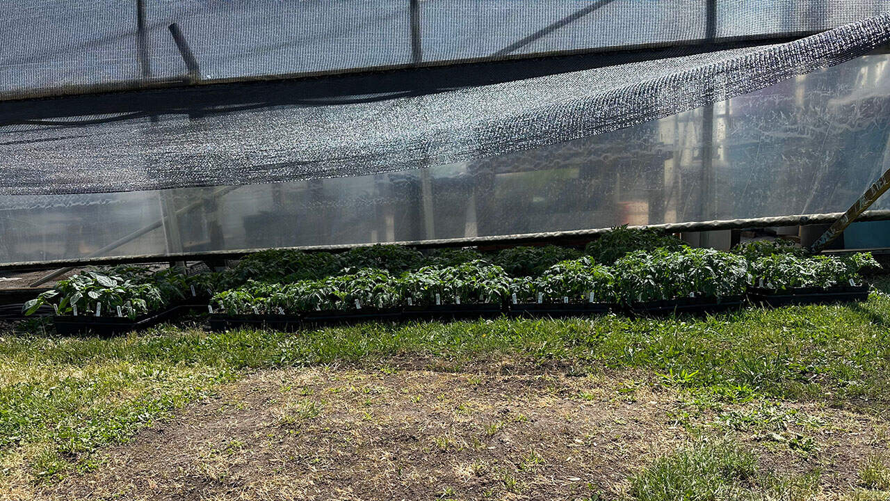 Chef's Garden Greenhouse Plants Waiting To Be Planted