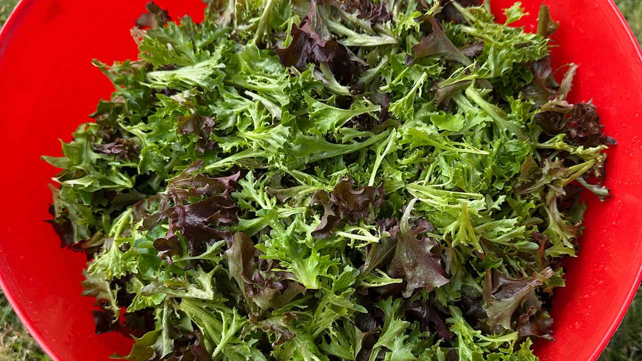 Chef's Garden Lettuce