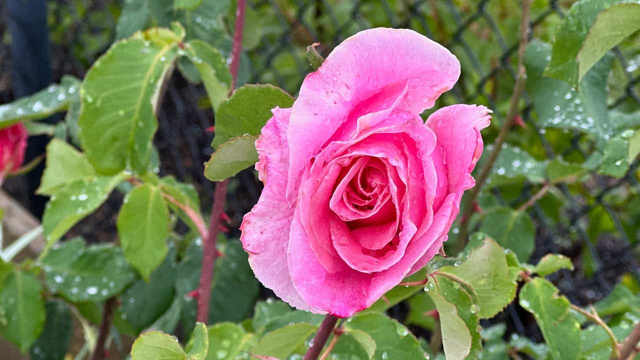 Chef's Garden Rose