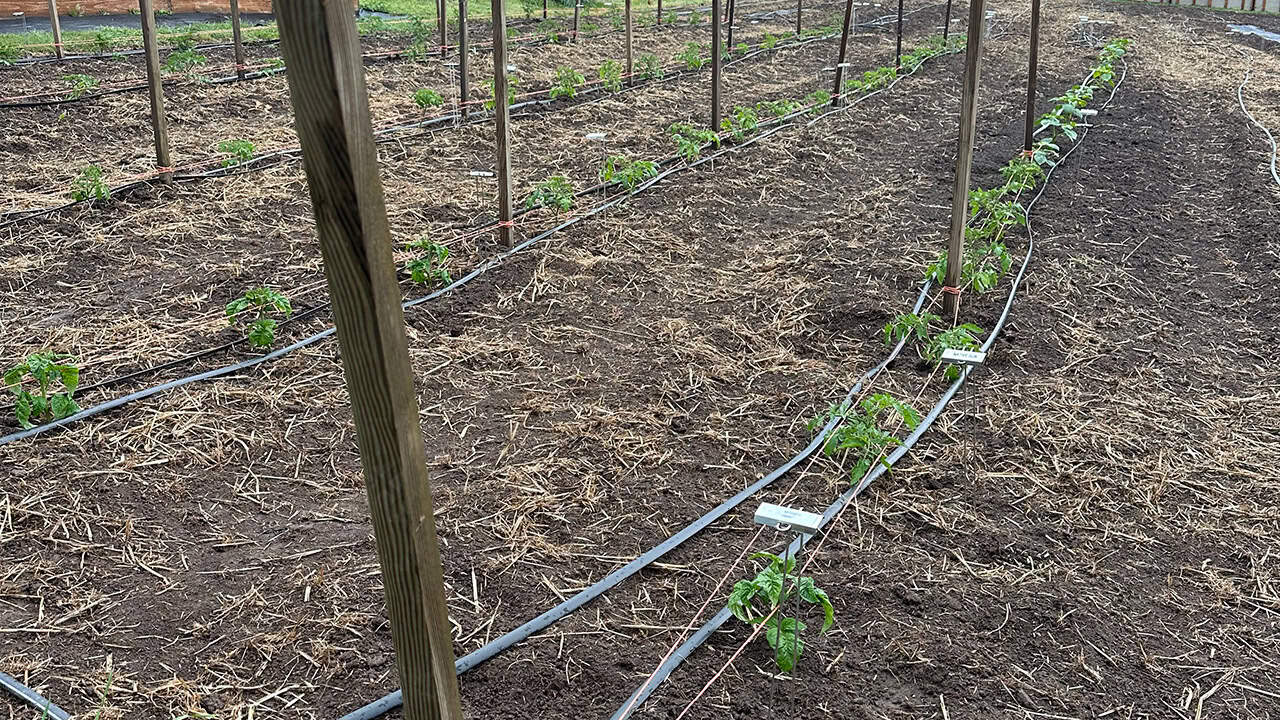 Chef's Garden Tomato Planting