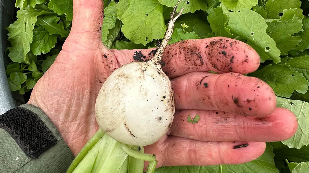 Chef's Garden Turnip