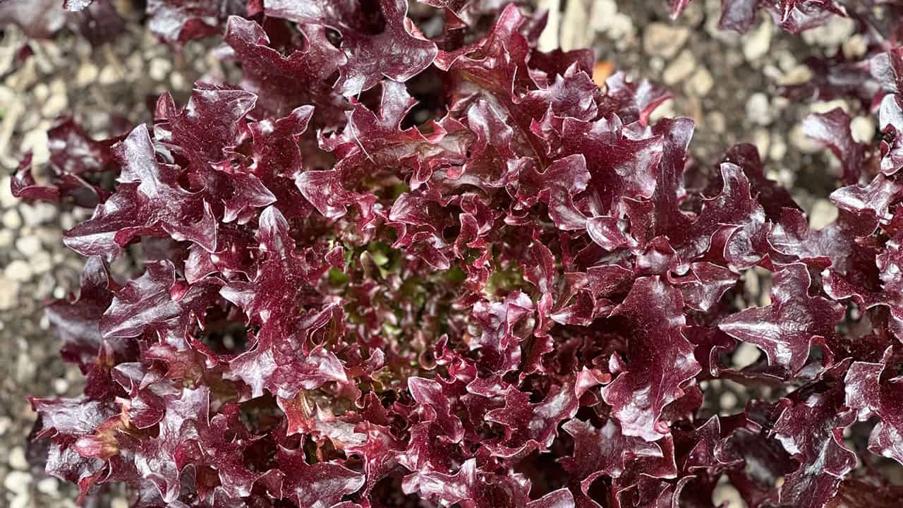 Chefs Garden Lettuce