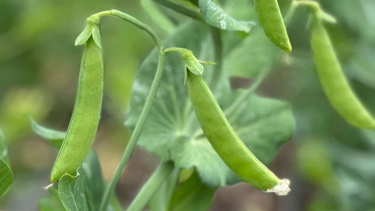 Chefs Garden Snap Peas