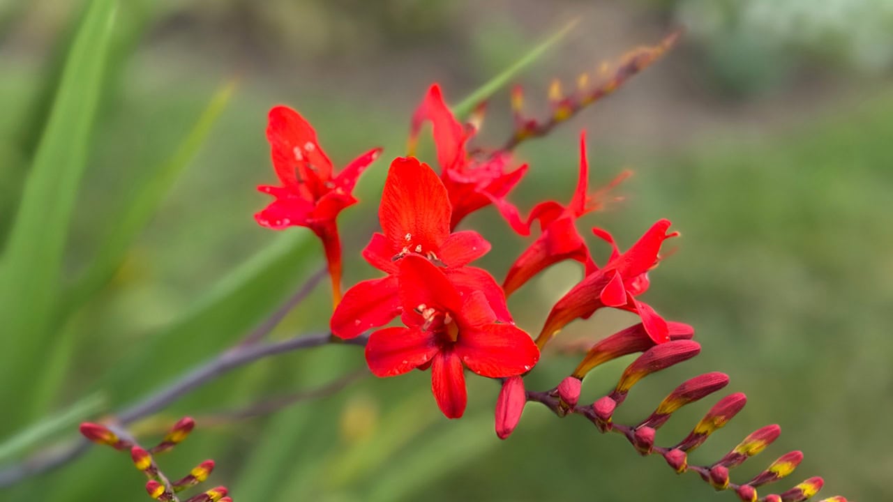 Chefs Garden Crocosmia