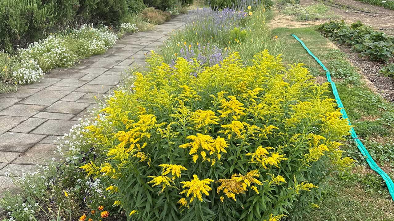 Chefs Garden Flowers In Bloom