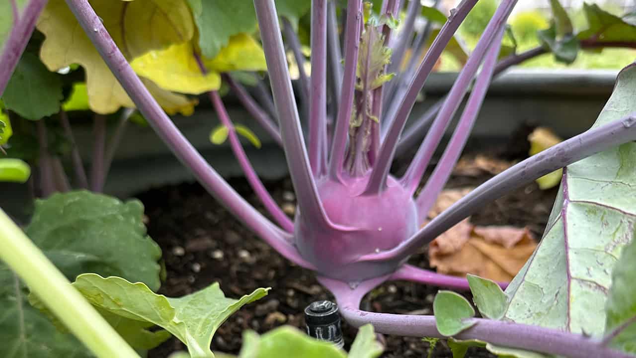 Chef's Garden Kohlrabi