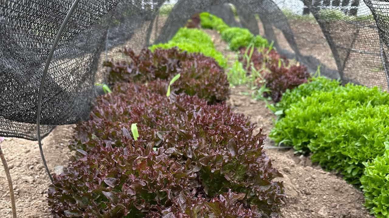 Chef's Garden Lettuce