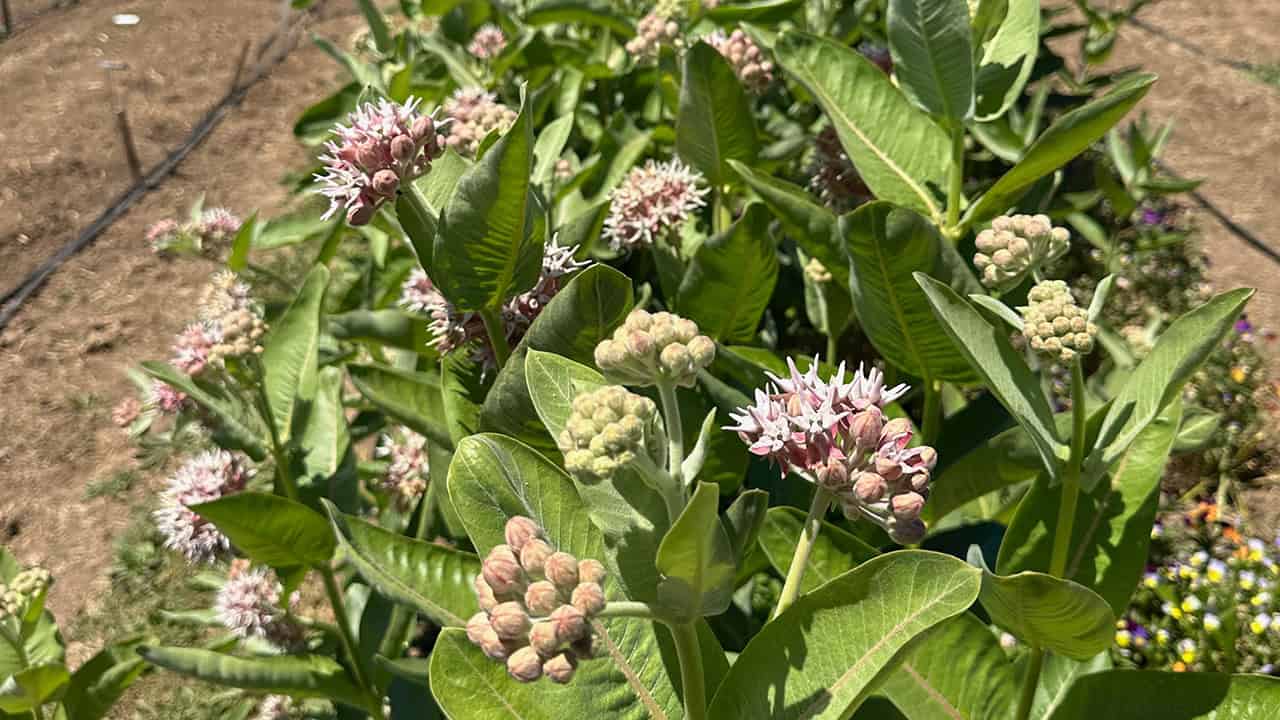 Chefs Garden Milkweed Plant