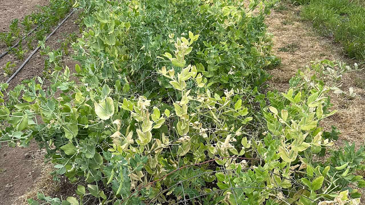 Chef's Garden Peas