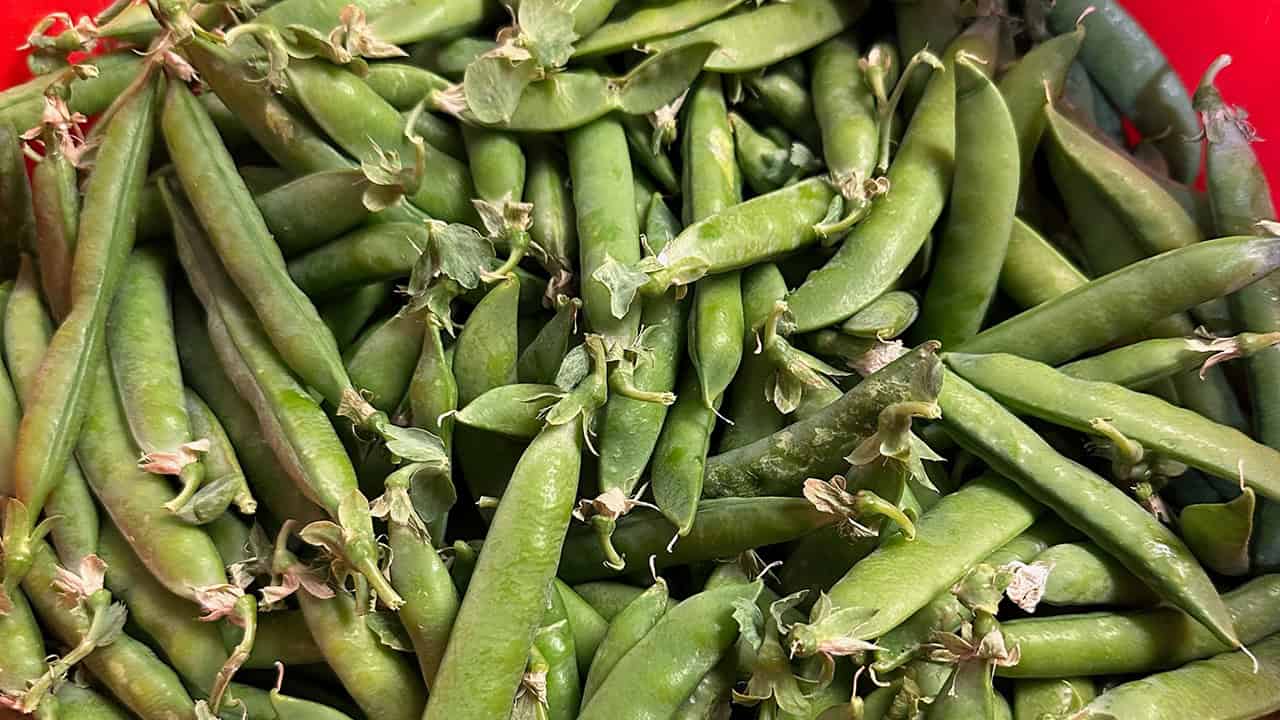 Chefs Garden Snap Peas
