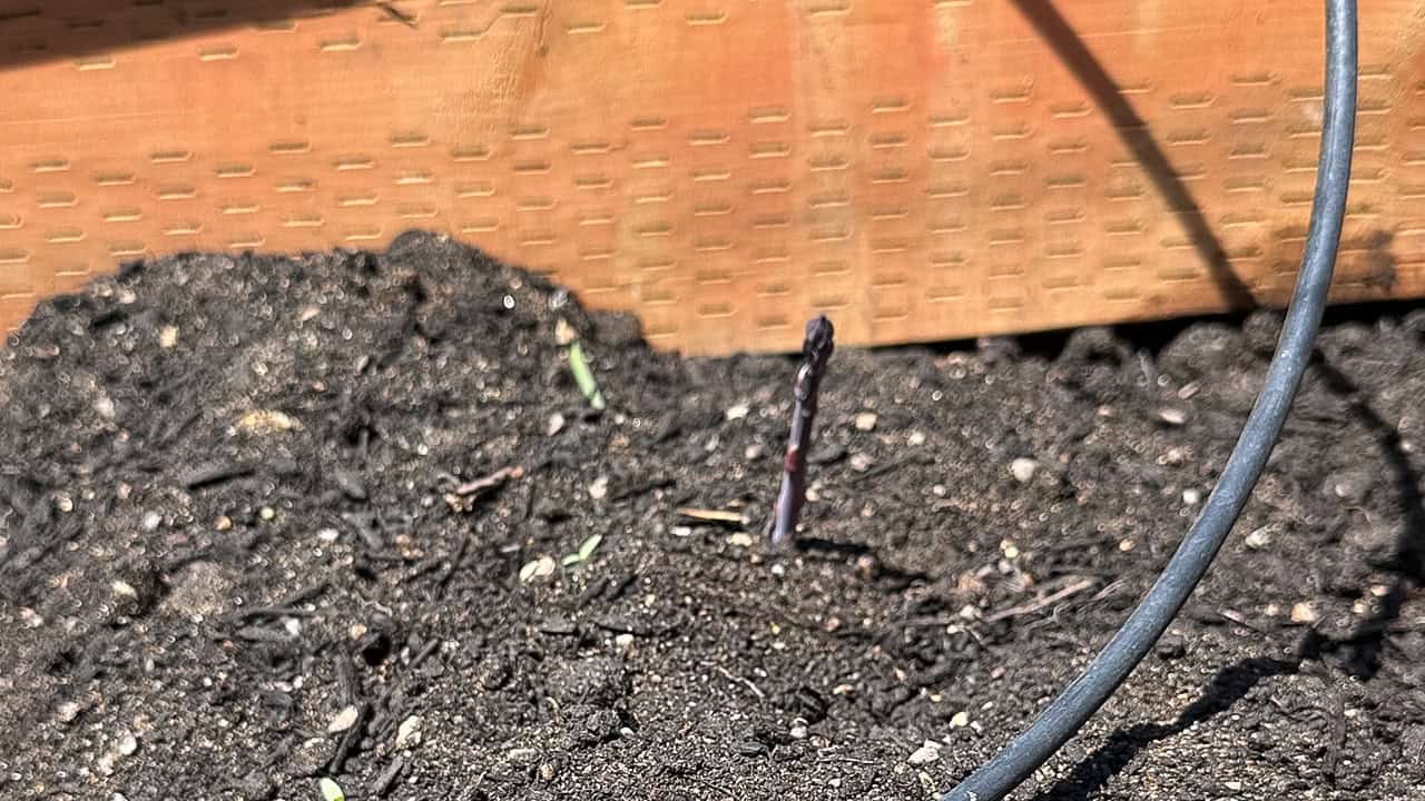 Chefs Garden Purple Asparagus Start