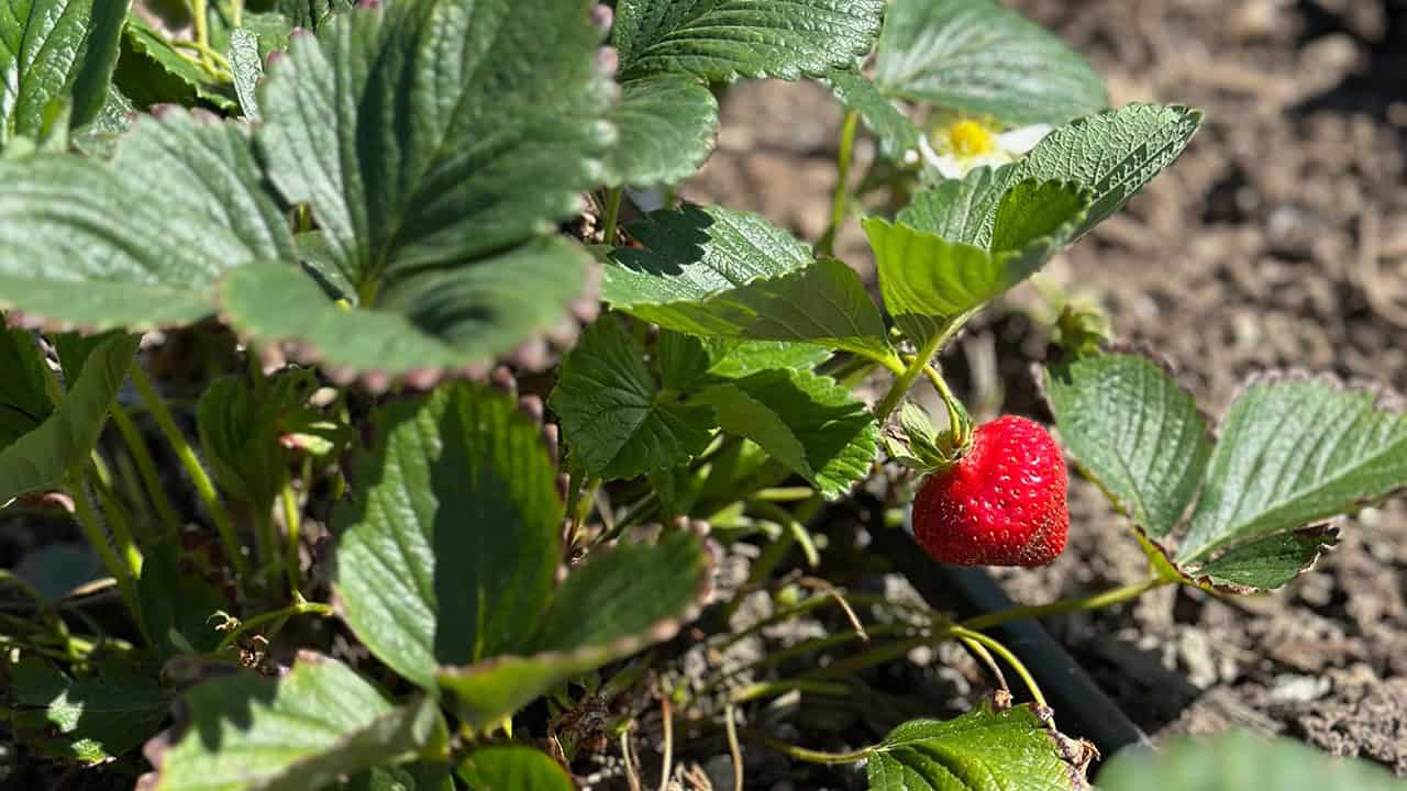 Chefs Garden Strawberry