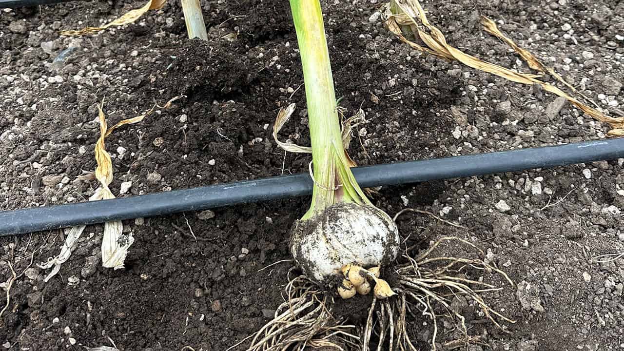 Elephant Garlic