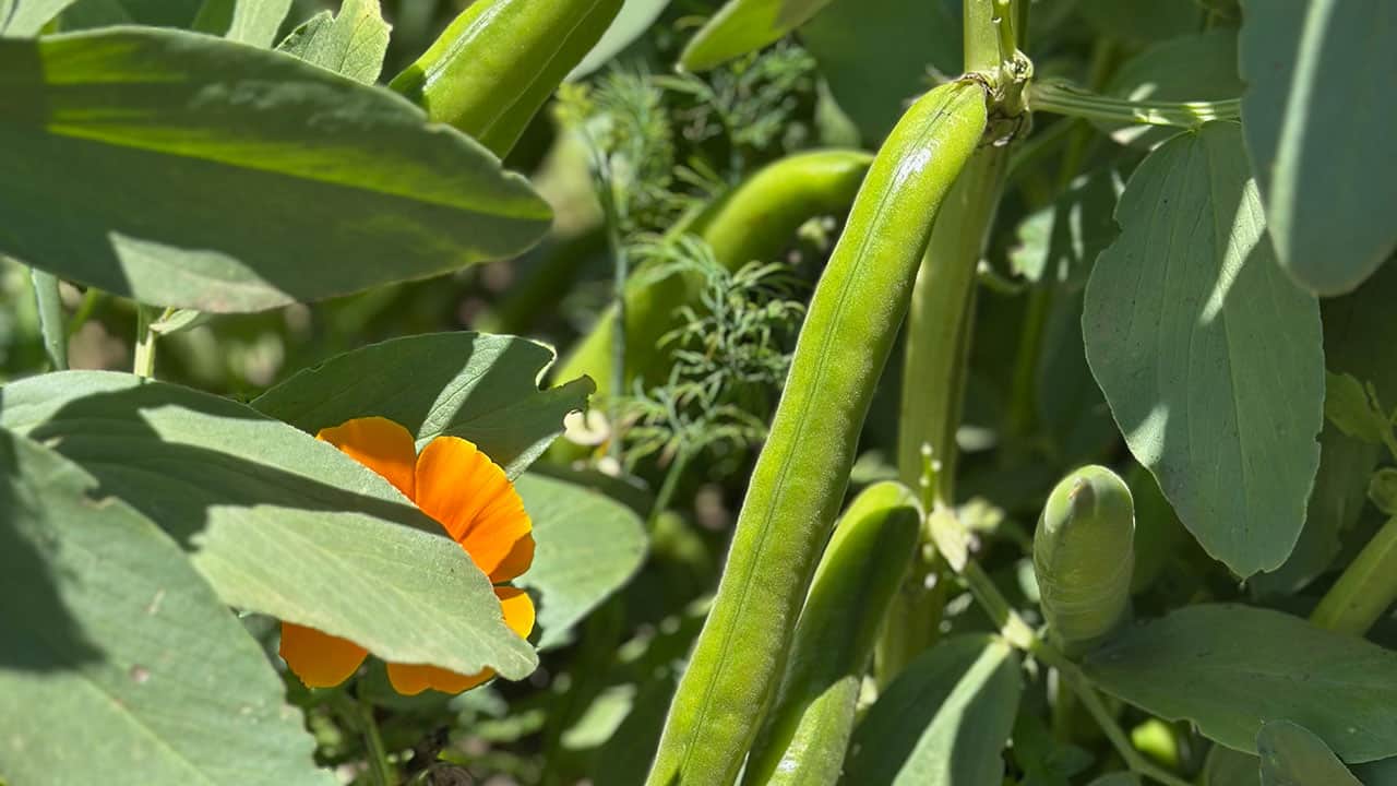 Chefs Garden Fava Beans