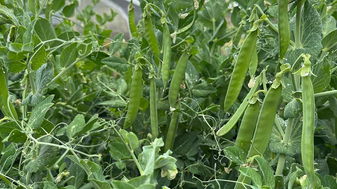 Chefs Garden Peas