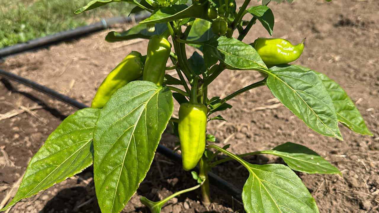 Gypsy Peppers