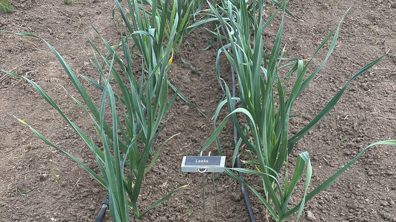 Leeks