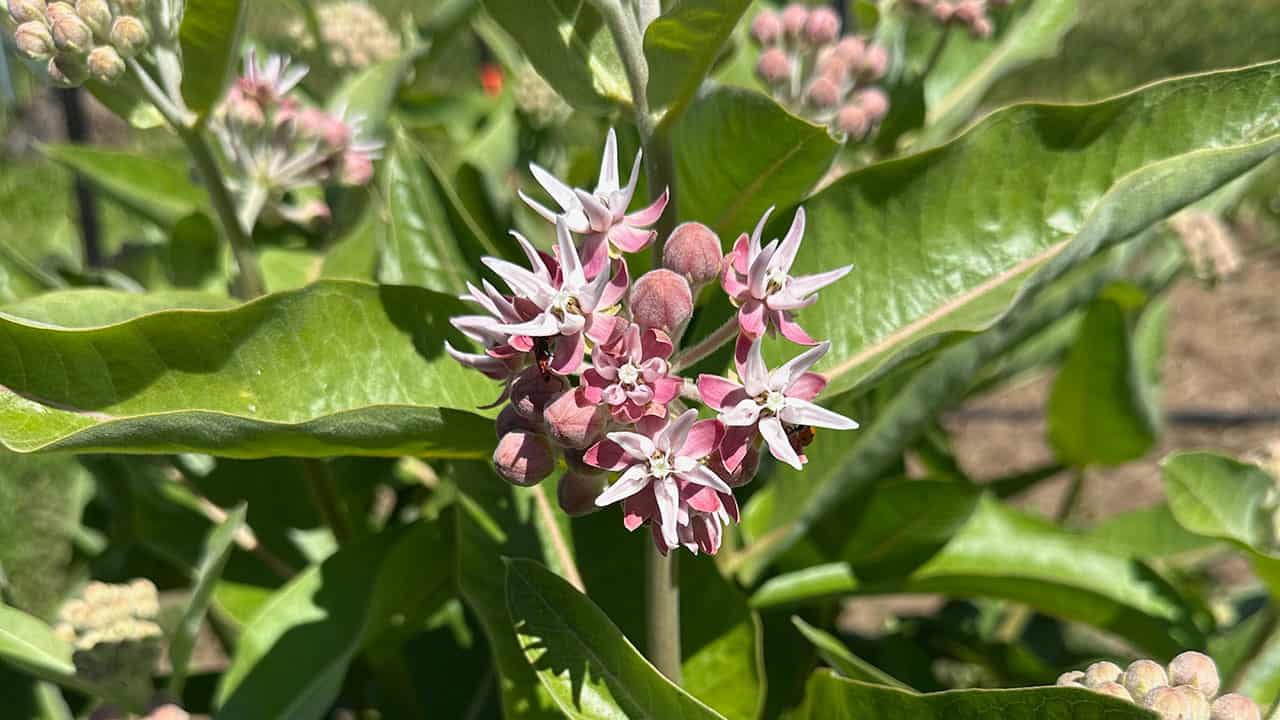 Chefs Garden Milkweed Blooms