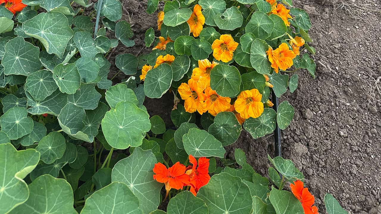 Nasturtiums