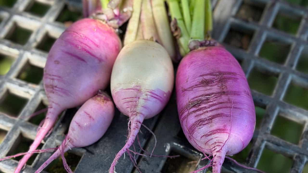 Three purple and white daikon radishes from Chefs Garden